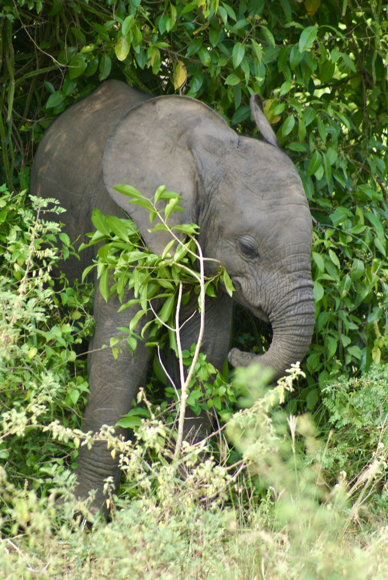A baby elephant is standing in the bushes