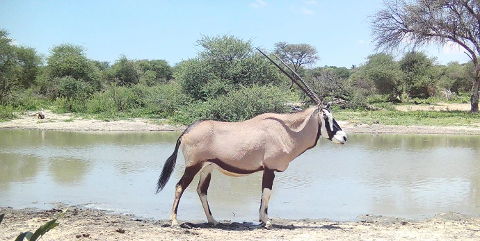 Oryx at the water whole