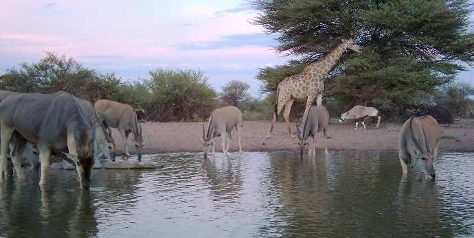 Giraffe 