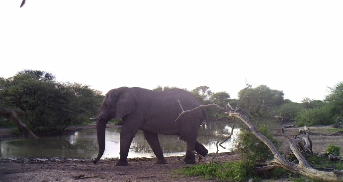 Elephant at water hole